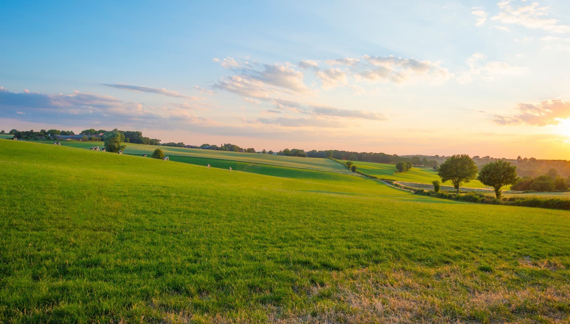 A rolling green hills at dawn.