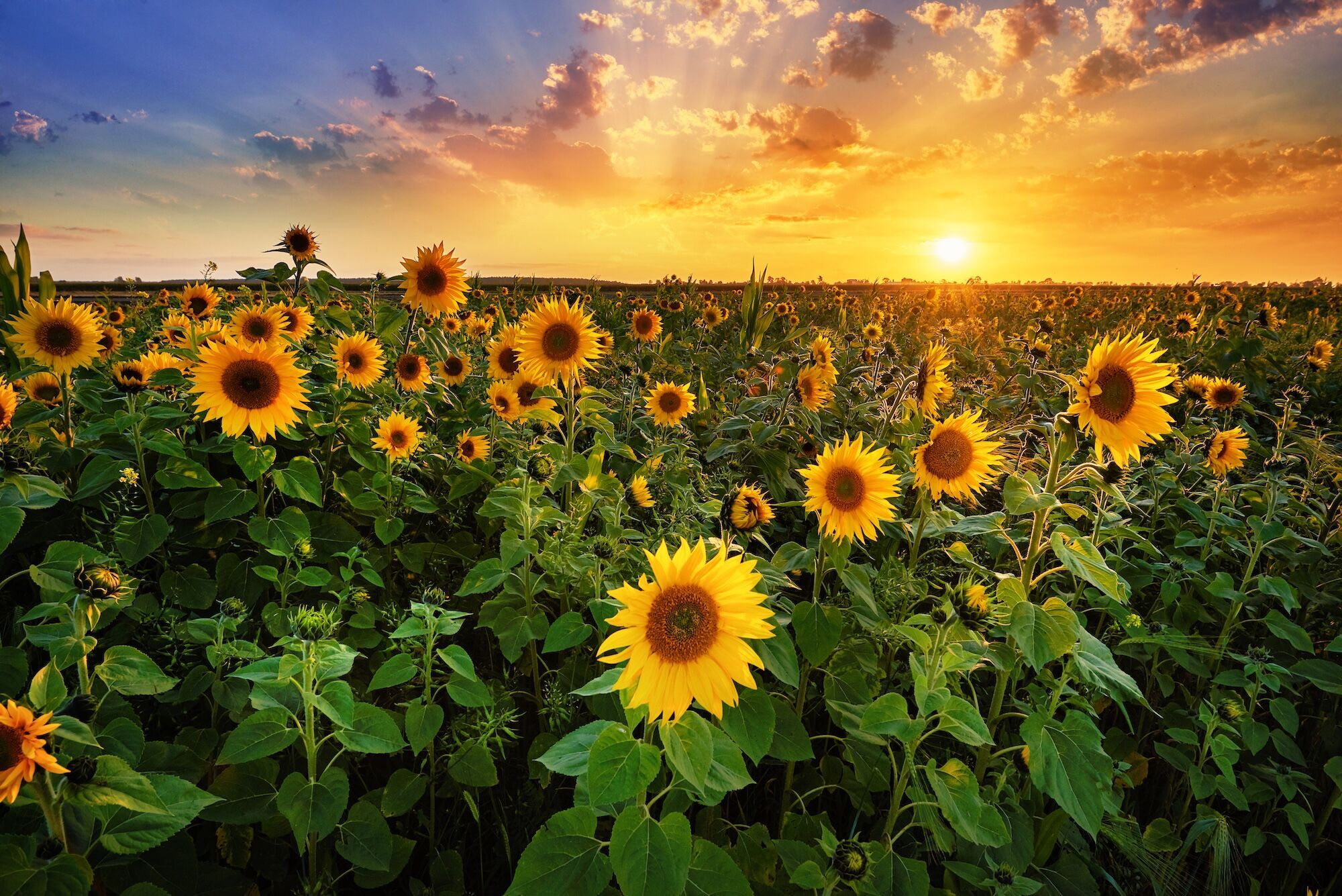 Sunflower field with the setting sun.