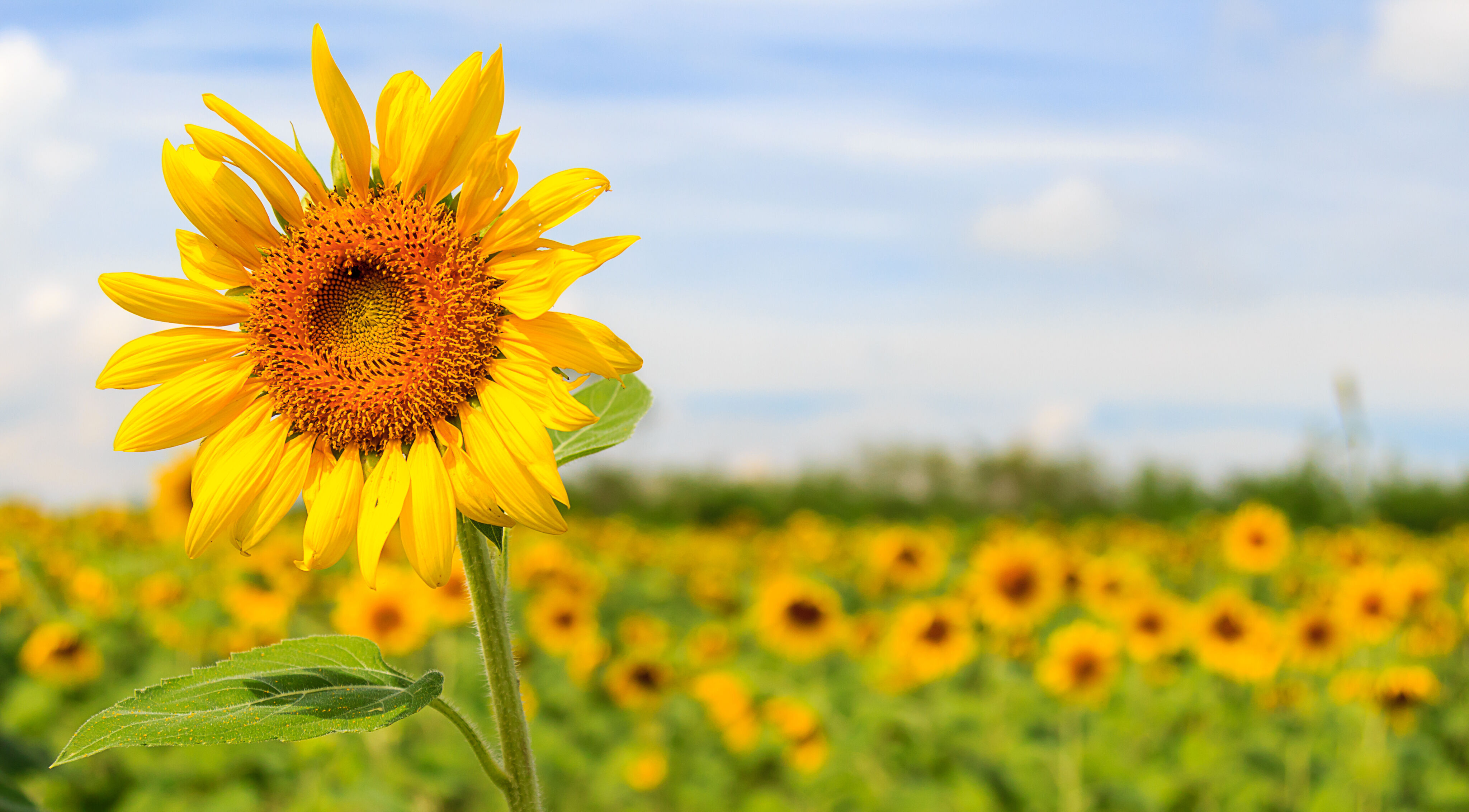 Sunflower in sunflower field.