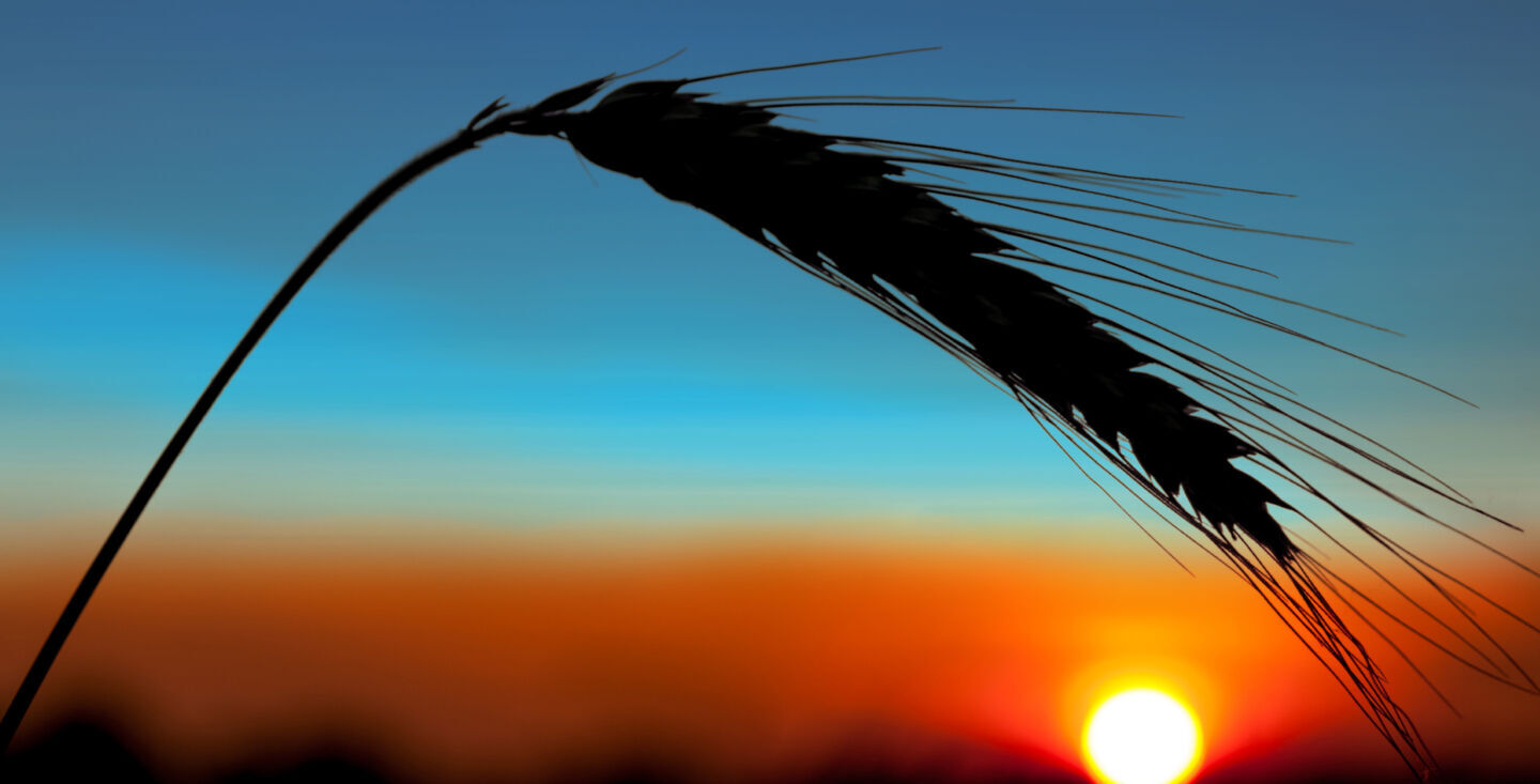 A piece of wheat at night.